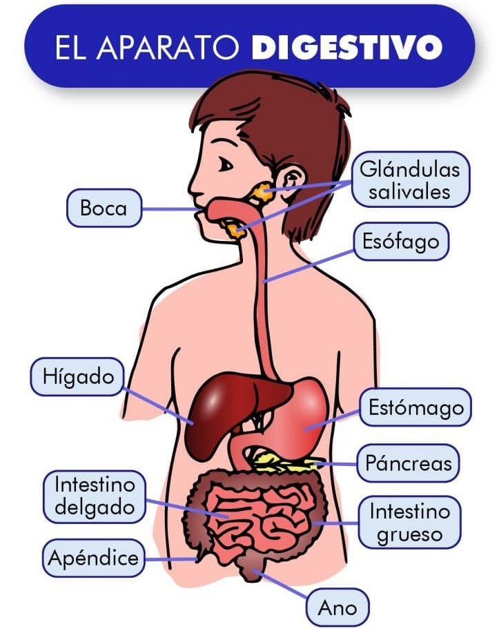 Lee más sobre el artículo CÓMO FUNCIONA TU SISTEMA o APARATO DIGESTIVO?